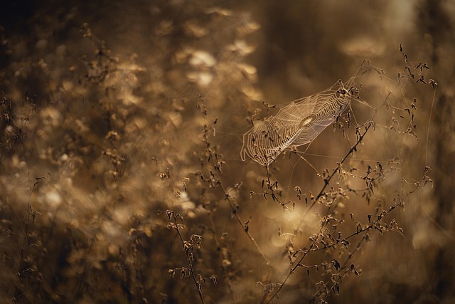 Image boudiccasportive.co.uk 785 1746027450099